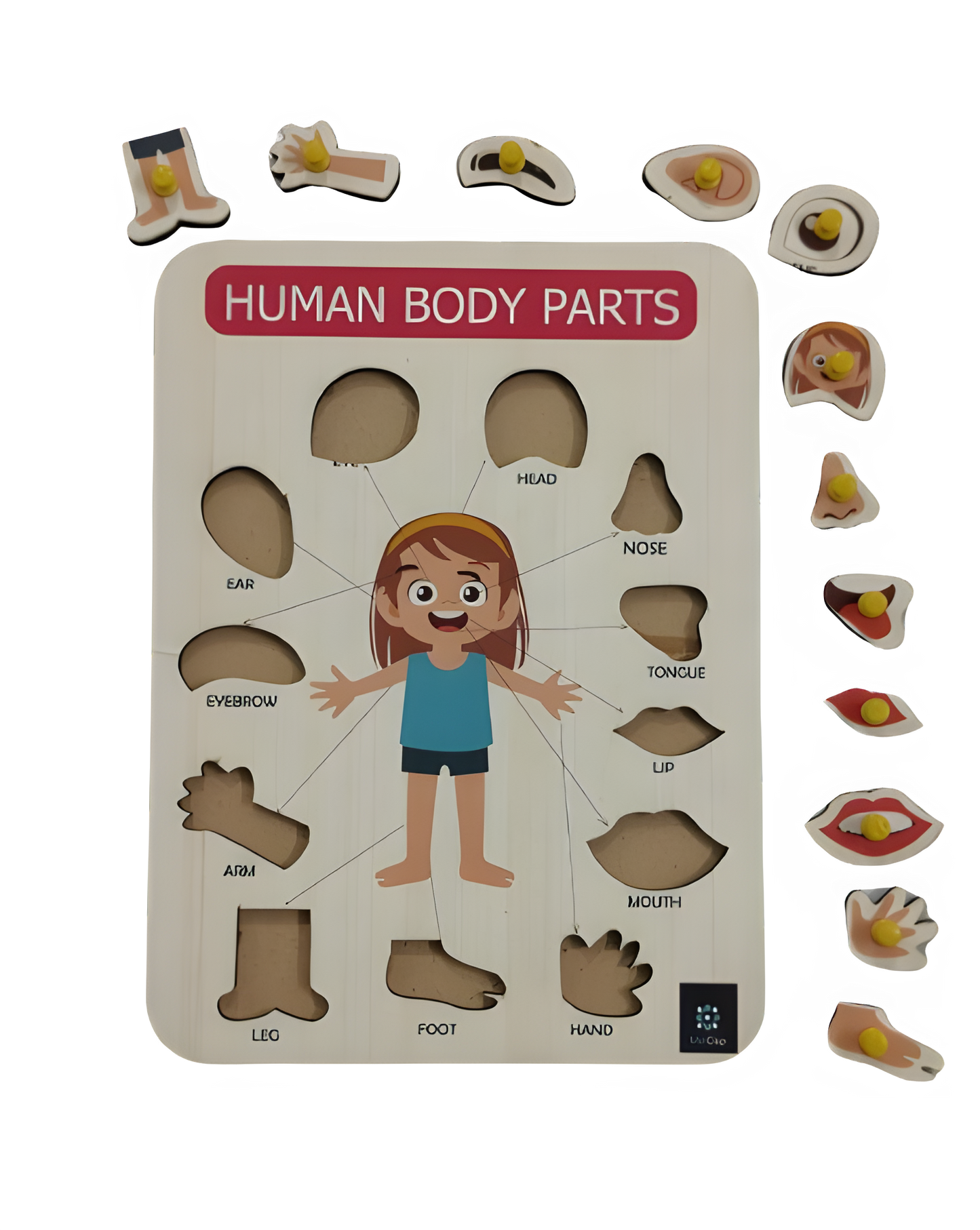 Body Parts Tray - Kee&Ka