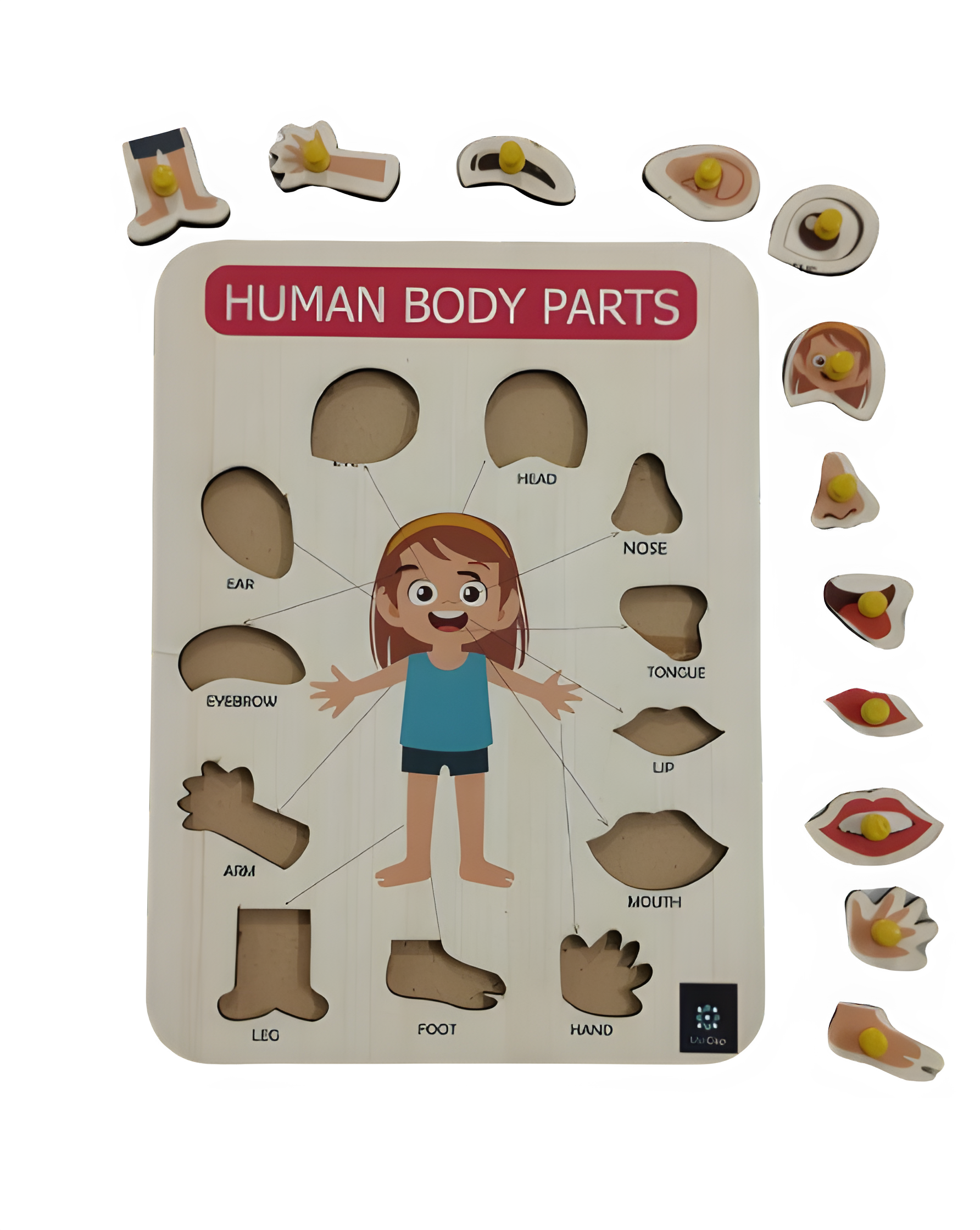 Body Parts Tray - Kee&Ka