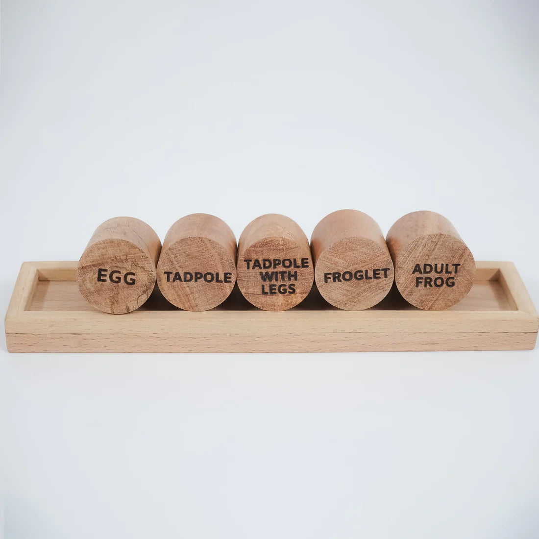 Frog Life Cycle Stamp – Montessori Wooden Stamp Set for Kids