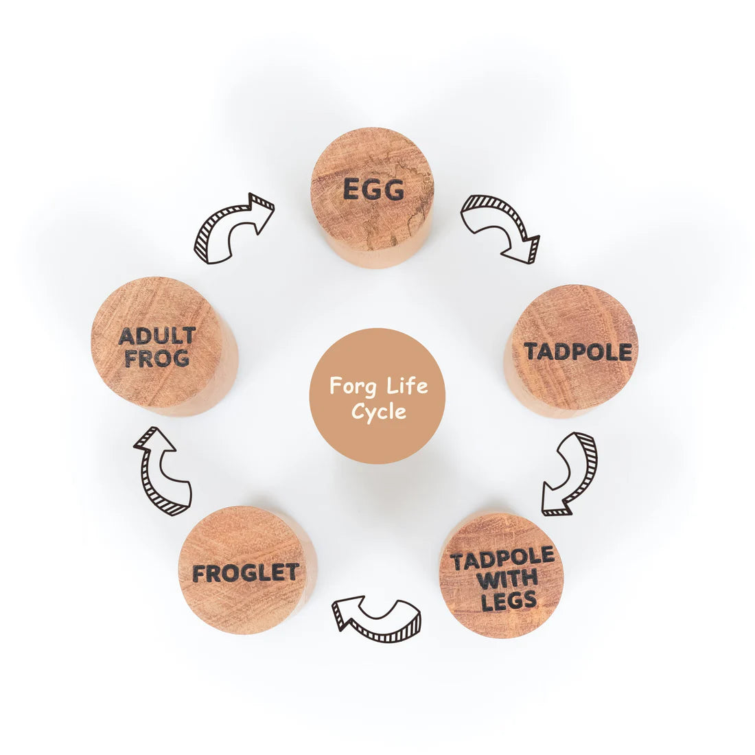 Frog Life Cycle Stamp – Montessori Wooden Stamp Set for Kids